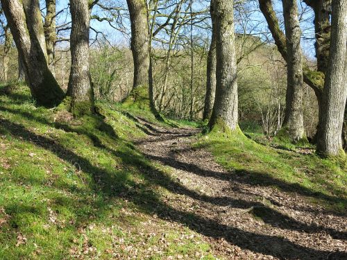 woodland trees path