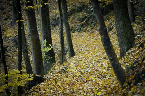 woodland highland leaf