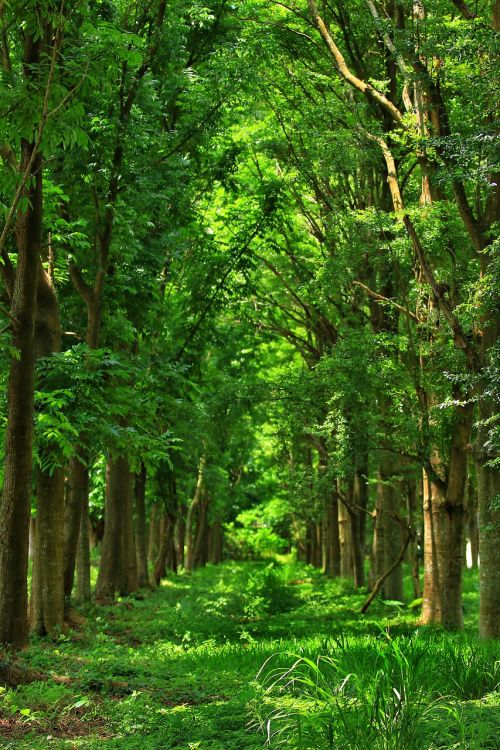 woodland forest nature