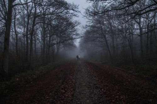 woodland fog nature