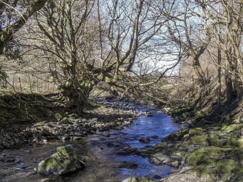 woodland river blaenavon