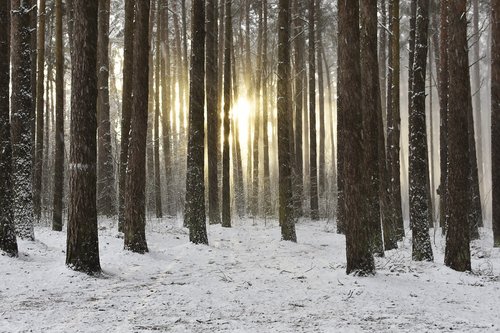 woodland  snow  winter