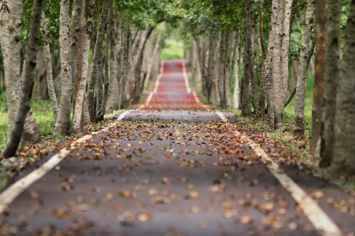 woodland road falling leaf