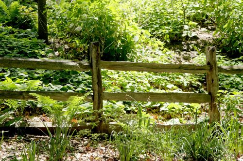 Woodland Fence