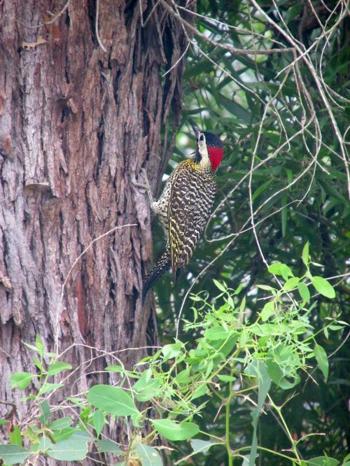 woodpecker crazy bird ave