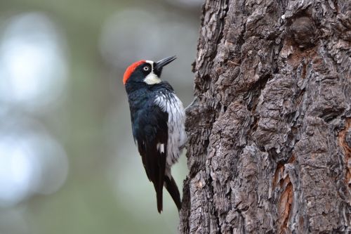 woodpecker bird birdwatching