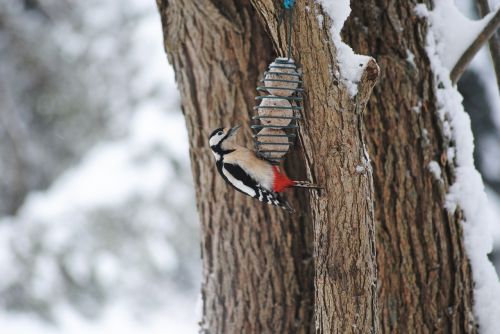 woodpecker female food thief