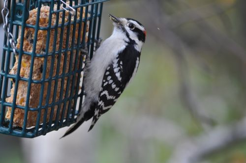 woodpecker bird perched