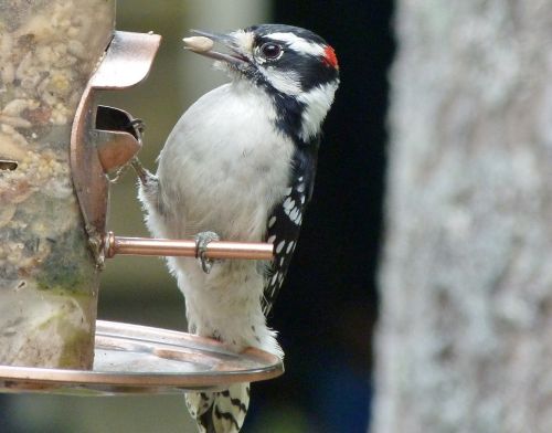 woodpecker wildlife nature