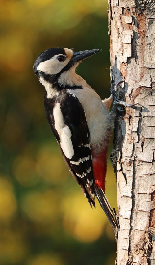 woodpecker great spotted woodpecker great spotted