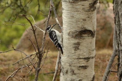 woodpecker bird tree