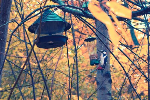 woodpecker autumn bird