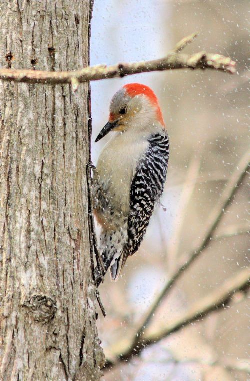 woodpecker red-bellied snow