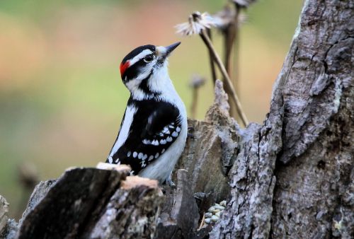 woodpecker downy woodpecker bird