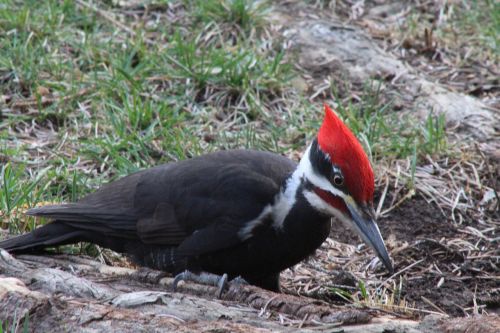 woodpecker outdoors bird