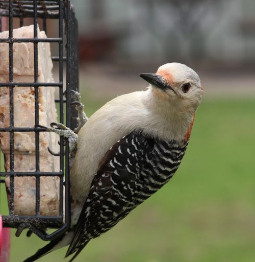 woodpecker feeder bird