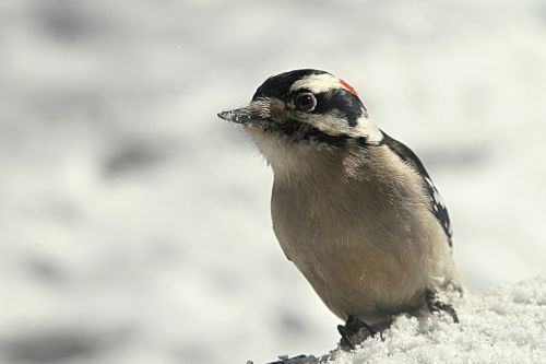 woodpecker bird winter