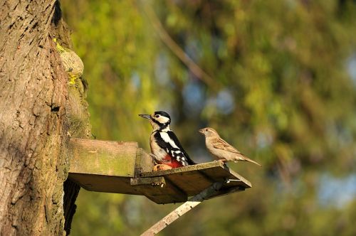 woodpecker great spotted woodpecker sparrow