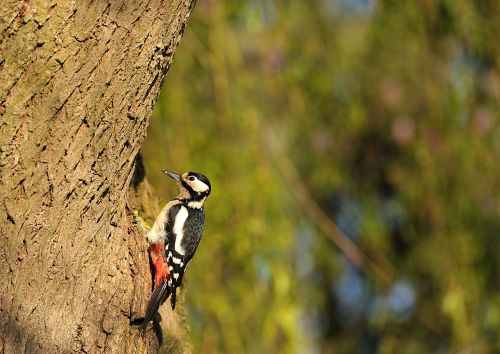 woodpecker great spotted woodpecker bird
