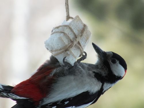 woodpecker birds close