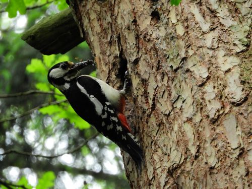 woodpecker forest bird