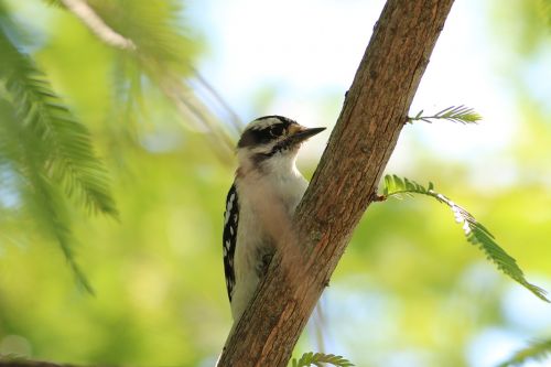 woodpecker bird nature