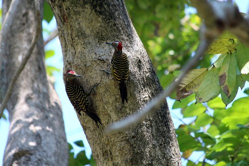 woodpecker  hispaniolan woodpecker  melanerpes striatus