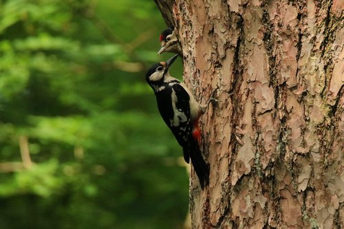 woodpecker  great spotted woodpecker  feeding