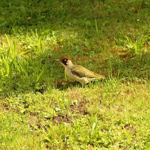 woodpecker  bird  green