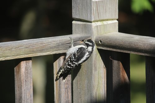 woodpecker  bird  animal