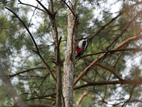 woodpecker  pine  bird