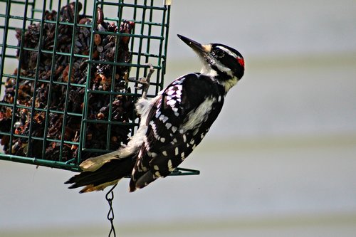 woodpecker  hairy woodpecker  bird