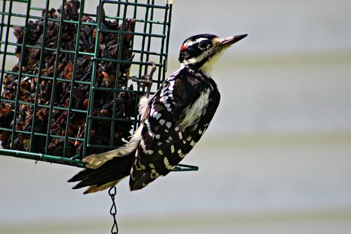 woodpecker  hairy woodpecker  bird