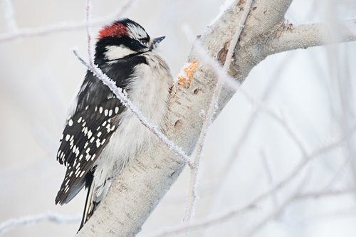 woodpecker  nature  bird