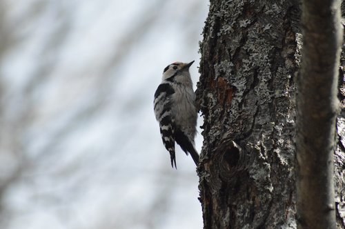 woodpecker  the birds  nature