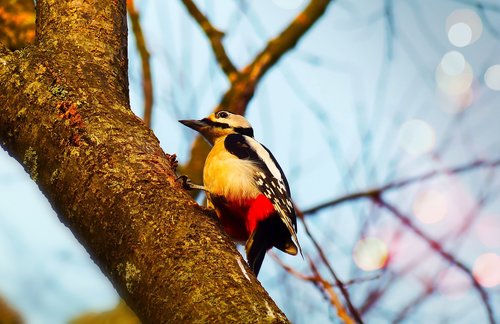 woodpecker  bird  useful