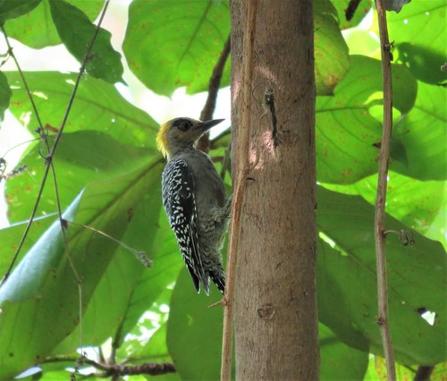 woodpecker  bird  tropical bird