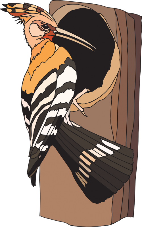 woodpecker bird sitting