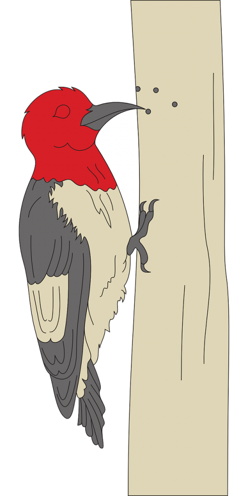 woodpecker bird animal