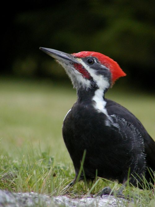 woodpecker bird nature