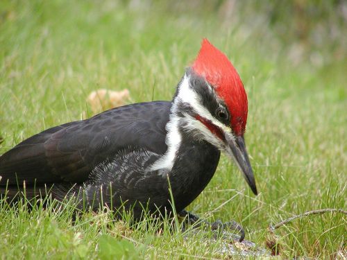 woodpecker bird sitting