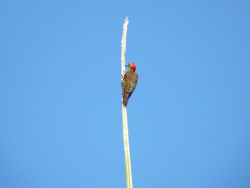 woodpecker nature blue sky