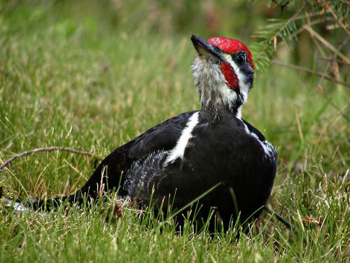 woodpecker wild bird