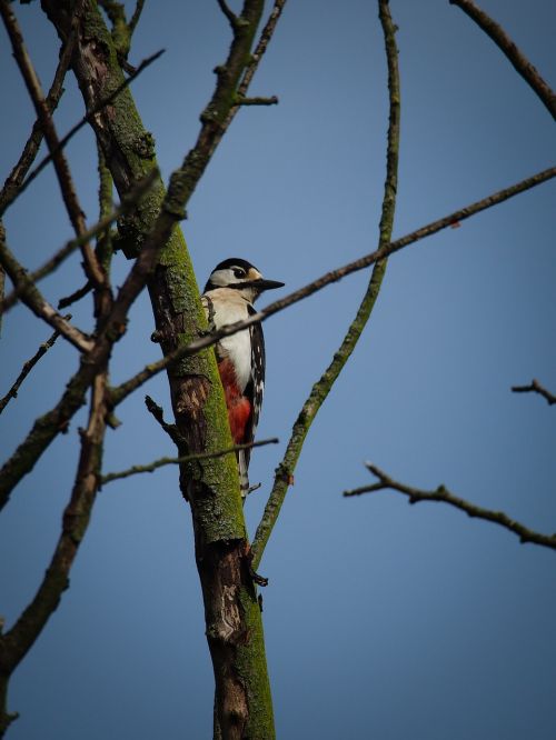 woodpecker tree bird