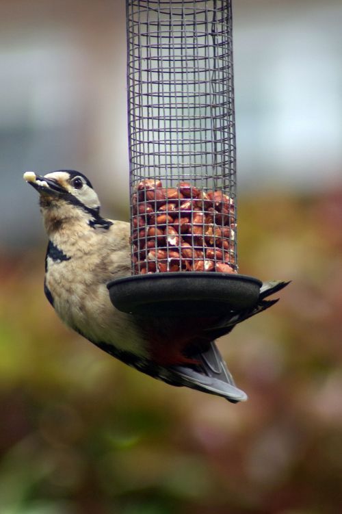 woodpecker greater spotted feeding