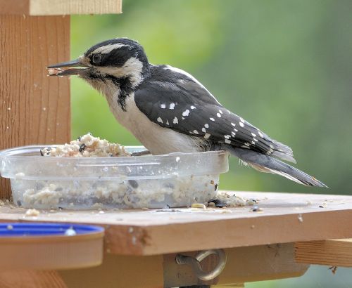 woodpecker bird avian