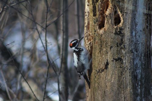 woodpecker tree bird