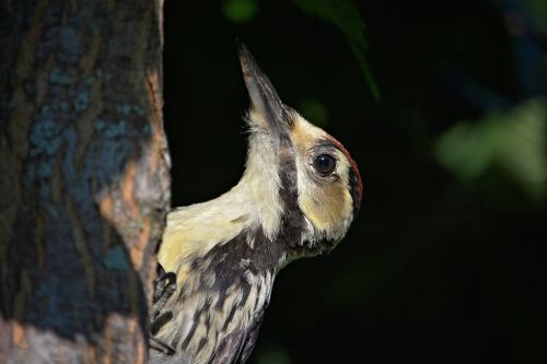 woodpecker bird great spotted woodpecker