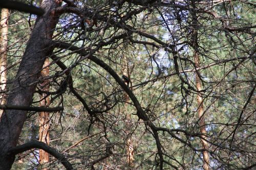 woodpecker bird needles