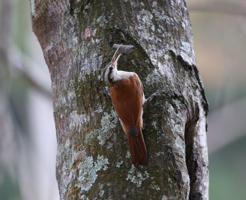 woodpecker brown bird going up